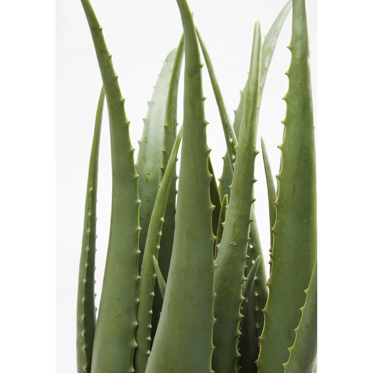 KARE Design Plante Décorative Aloe 69Cm Outlet