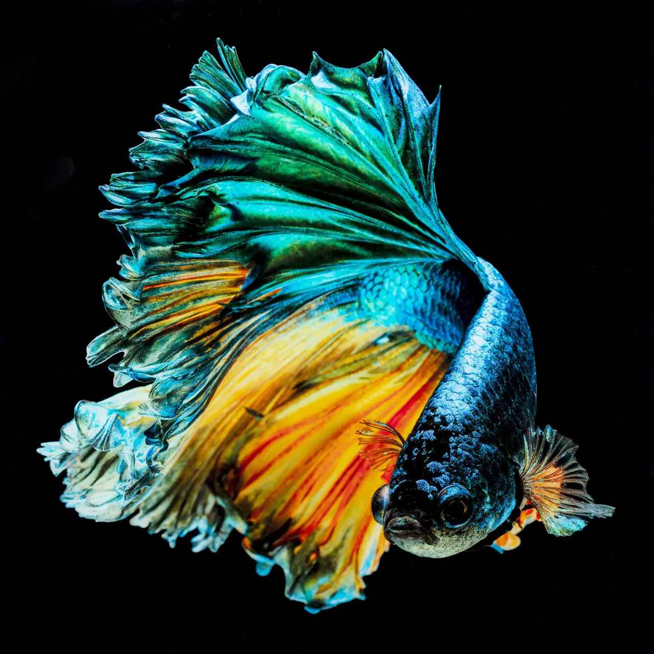 KARE Design Tableau En Verre Aqua Queen Fish 100X100Cm Hot