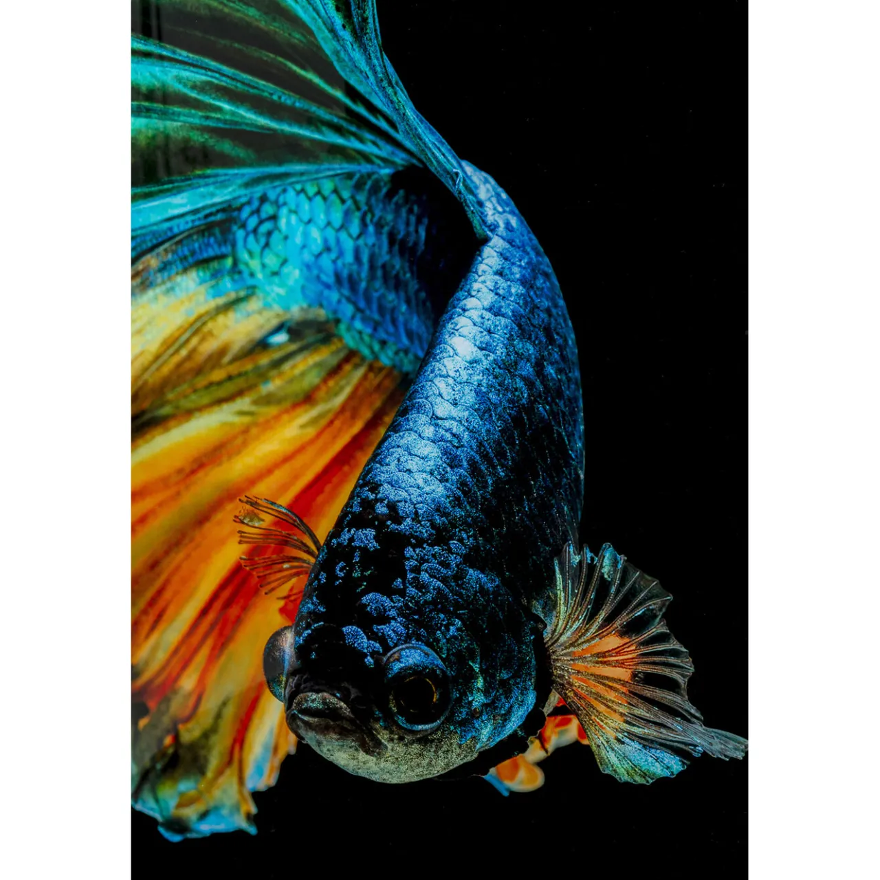 KARE Design Tableau En Verre Aqua Queen Fish 100X100Cm Hot