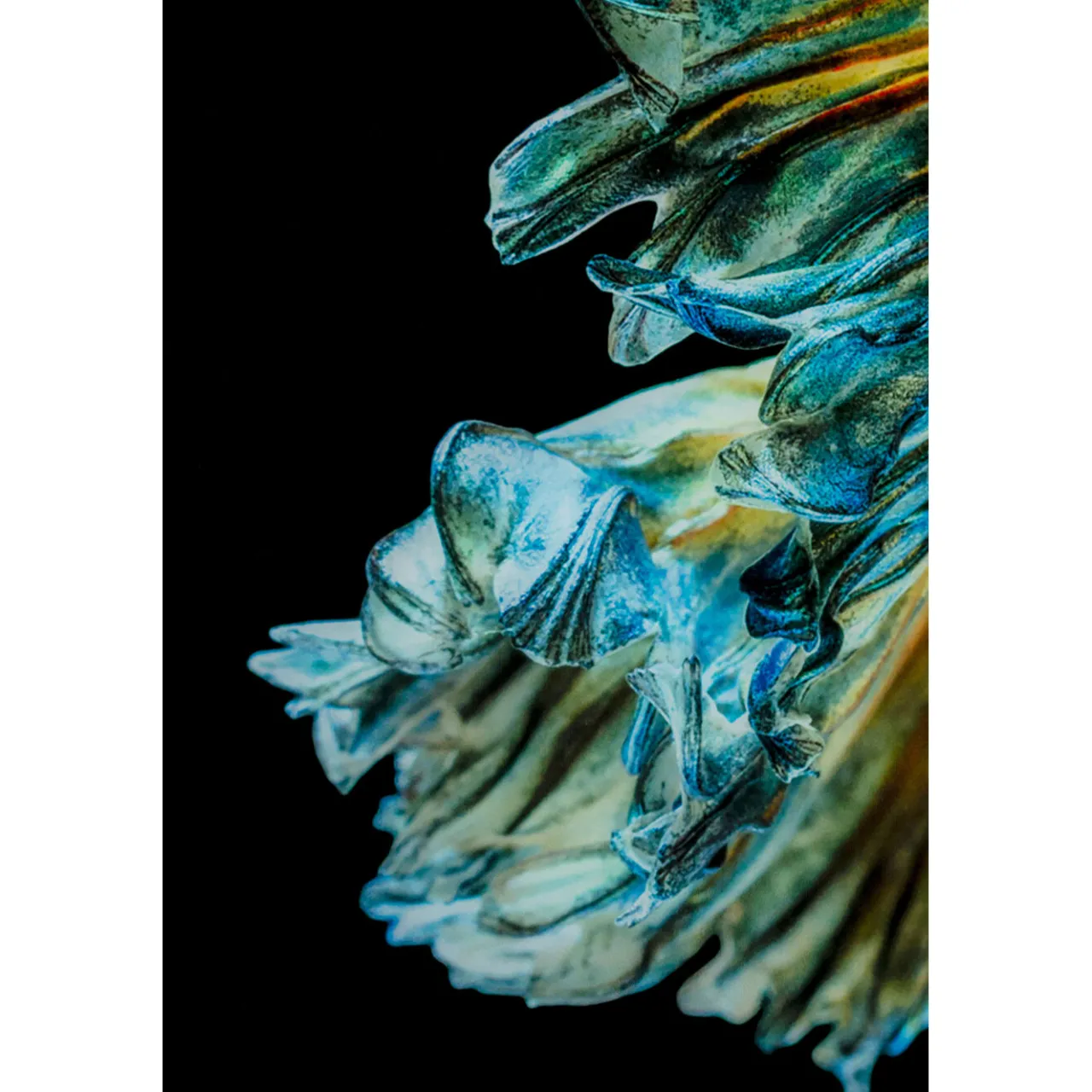 KARE Design Tableau En Verre Aqua Queen Fish 100X100Cm Hot