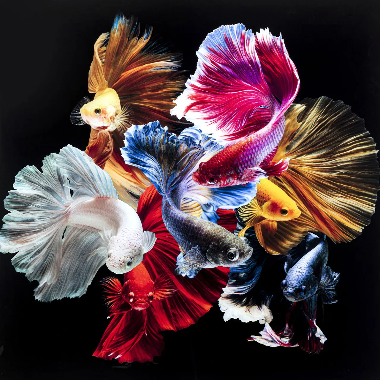 KARE Design Tableau En Verre Colorful Swarm Fish 120X120Cm Online