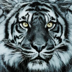 KARE Design Tableau En Verre Face Tiger 80X80Cm Discount