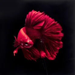 KARE Design Tableau En Verre Fire Fish 100X100Cm Discount