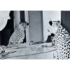 KARE Design Tableau En Verre Metallic Gepard 150X100Cm Hot